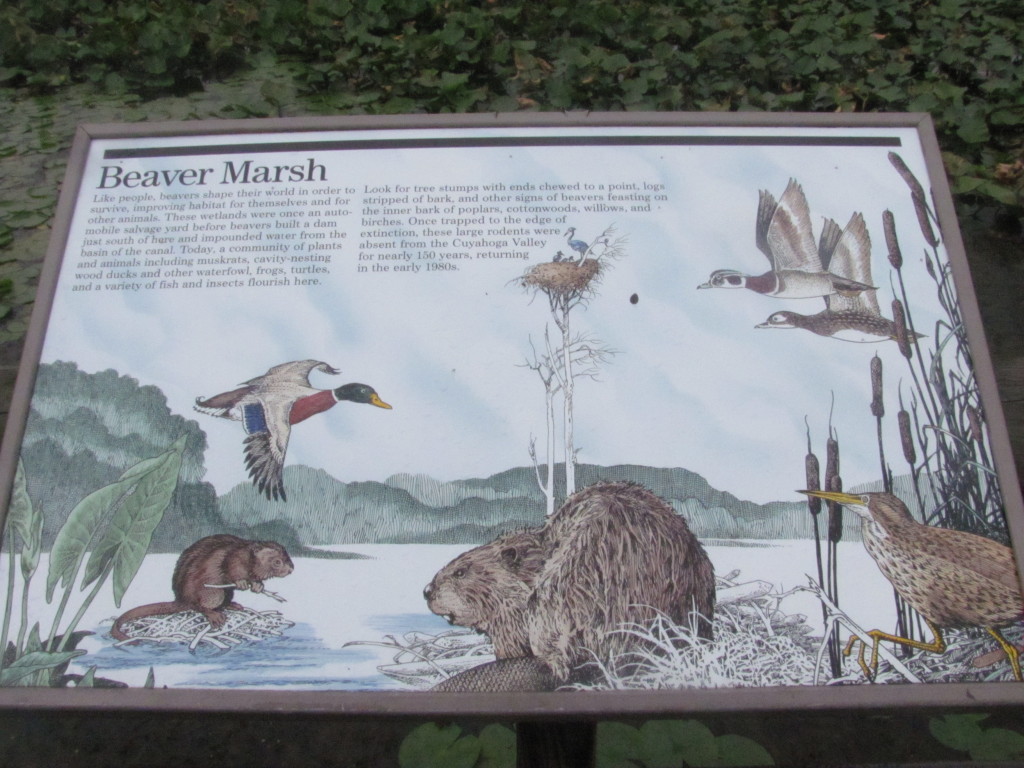 Beaver marsh Cuyahoga National Park