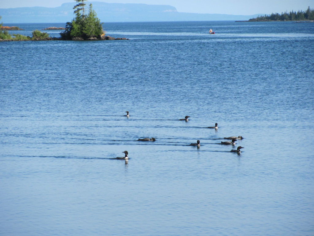 Loons at Lane Cove in Isle Royale National Park