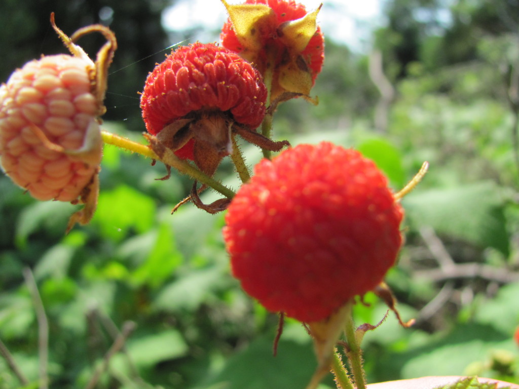 Thimbleberries on Hike to Lookout Louise at Isle Royale National Park