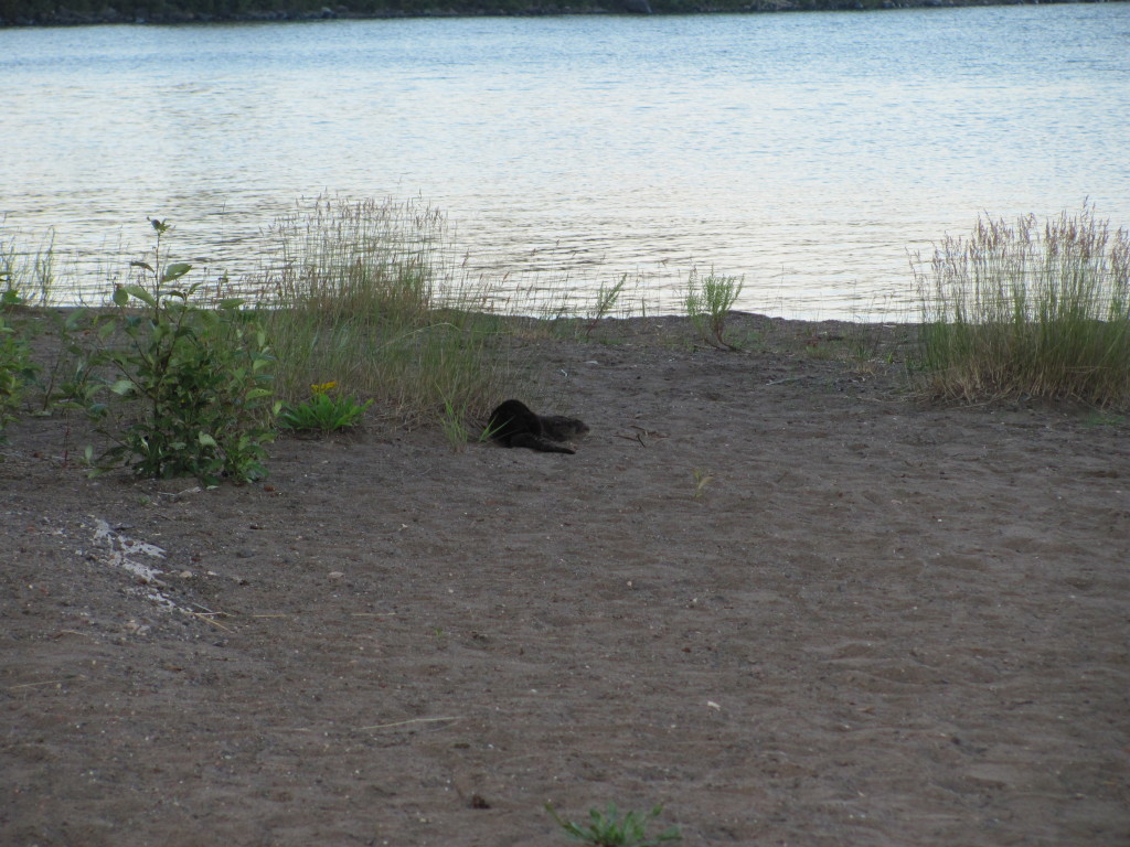Otter at Daisy Farm on Isle Royale National Park
