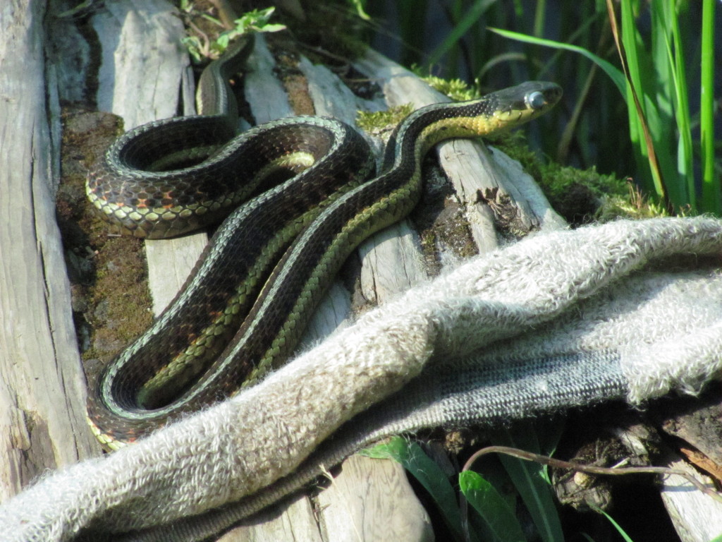 Snake at West Chickenbone Lake in Isle Royale