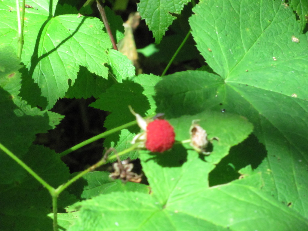 Thimbleberries on the Greenstone Ridge Trail