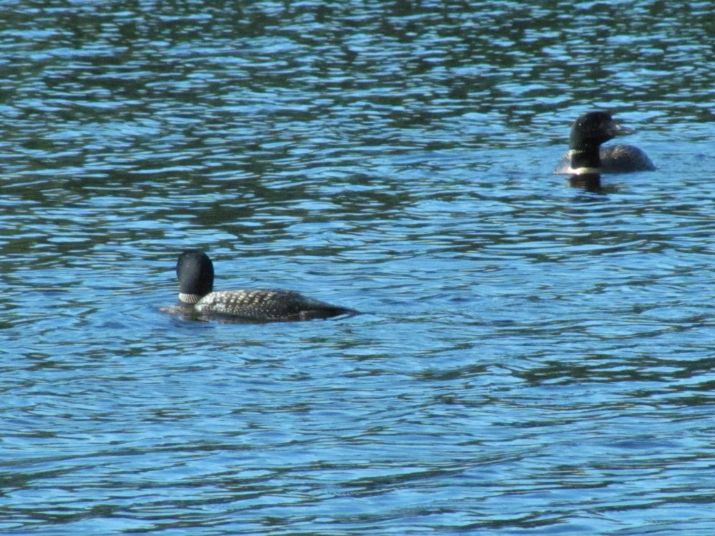 Loons at Hatchet Lake