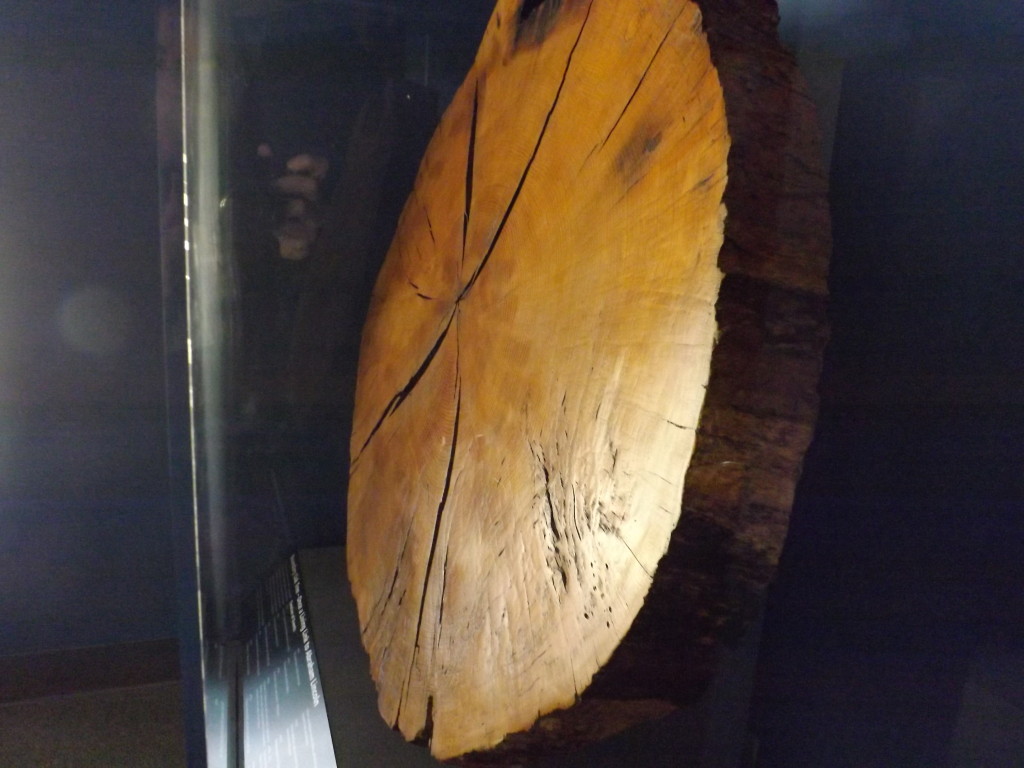 Cross Section of Tree From Abraham Lincoln Birthplace National Historical Site