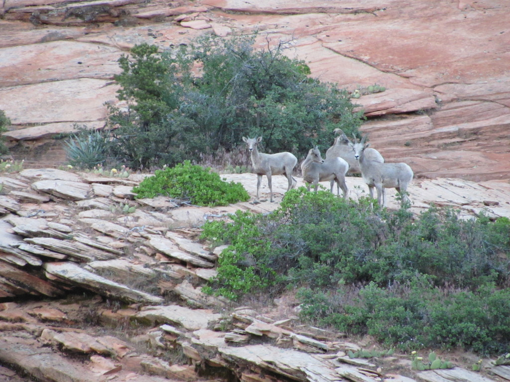 Mountain Goats in Zion National Park