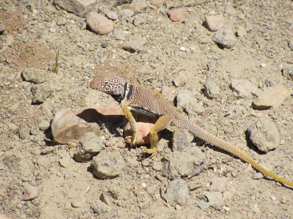 Grand Canyon Rim to Rim with kids-You Shall Not Pass!  The Collared Lizard on the Trail