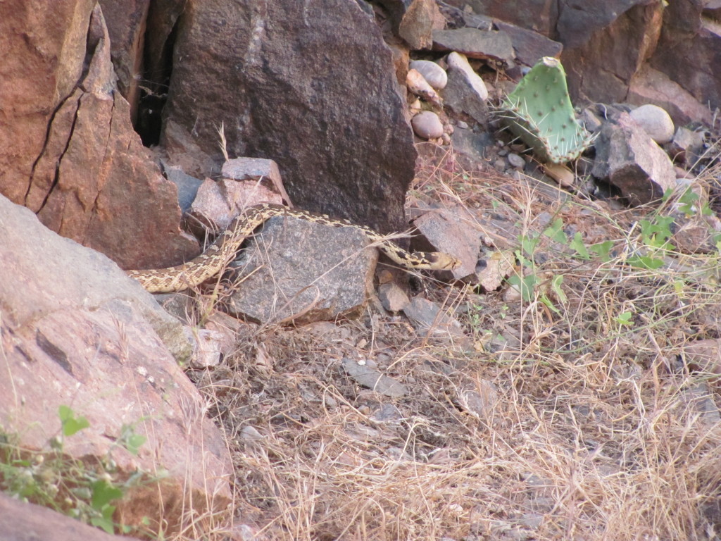 Grand Canyon Rim to Rim with kids: Snake We Saw on the North Kaibab Trail