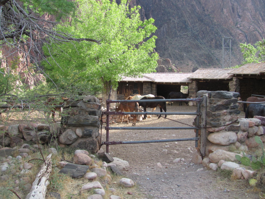 Grand Canyon Rim to Rim with kids: Phantom Ranch Mule Corrals
