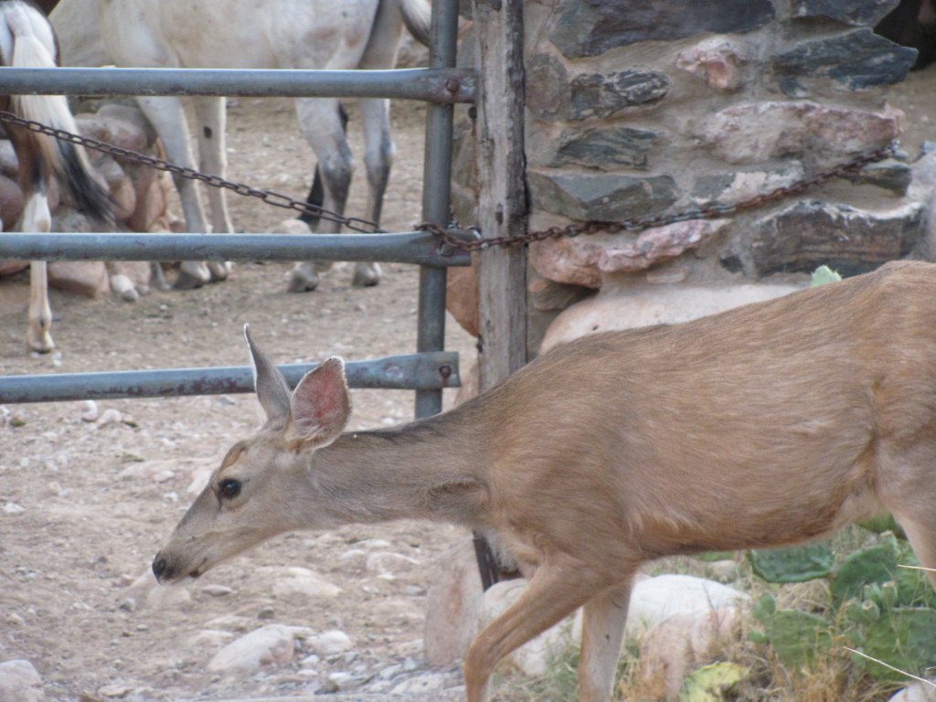 Grand Canyon Rim to Rim with kids: Deer Hanging Around the Phantom Ranch Mule Corrals
