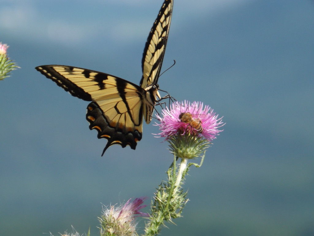 Shenandoah National Park: Butterflies of Shenandoah National Park