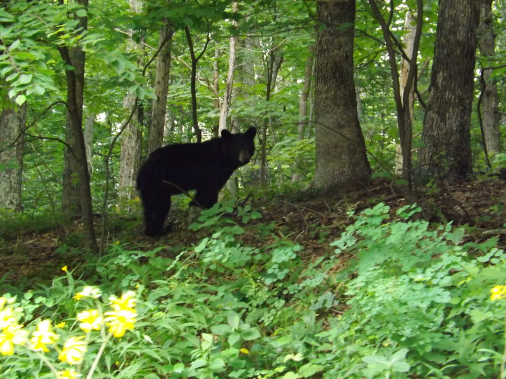 Black bear in Shenandoah, Virginia