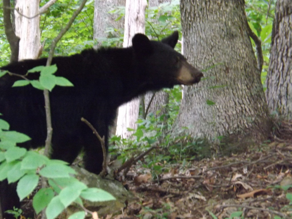 How to Stay Safe in Bear Country - Black Bear of Shenandoah