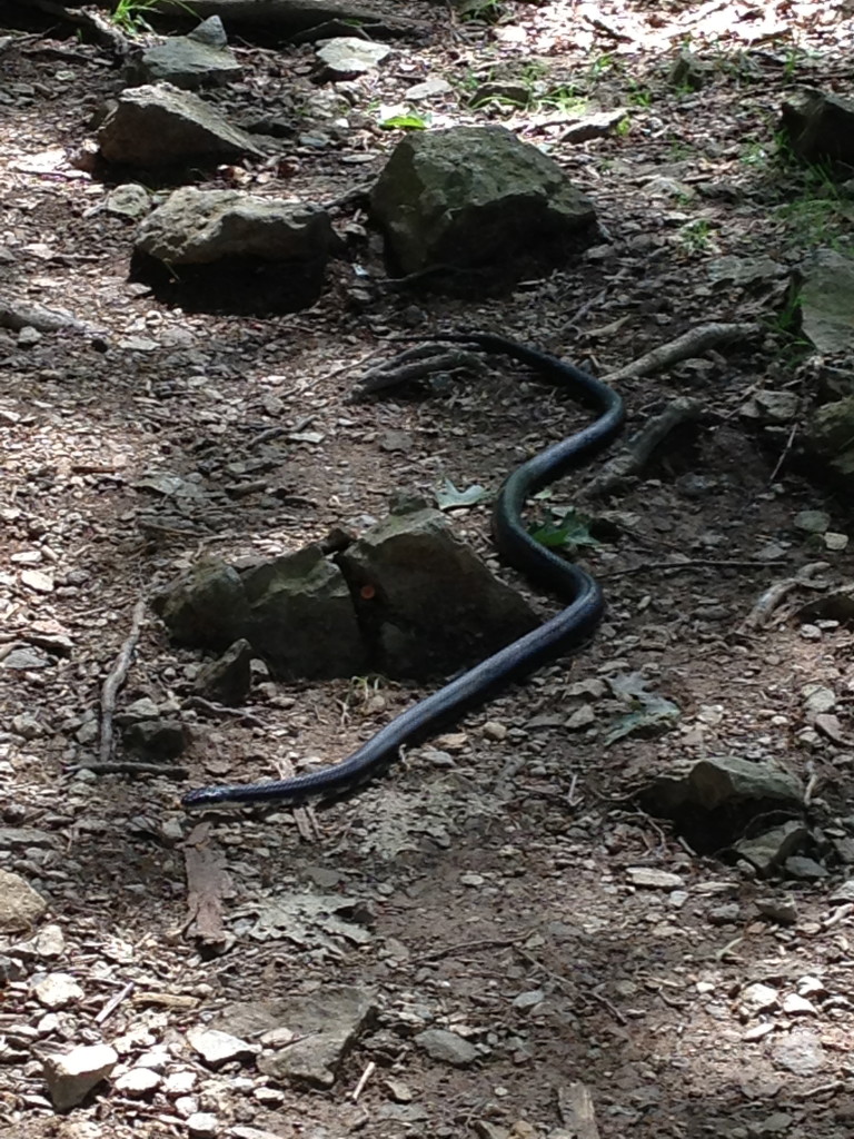 Shenandoah National Park: Rat Snake in Shenandoah