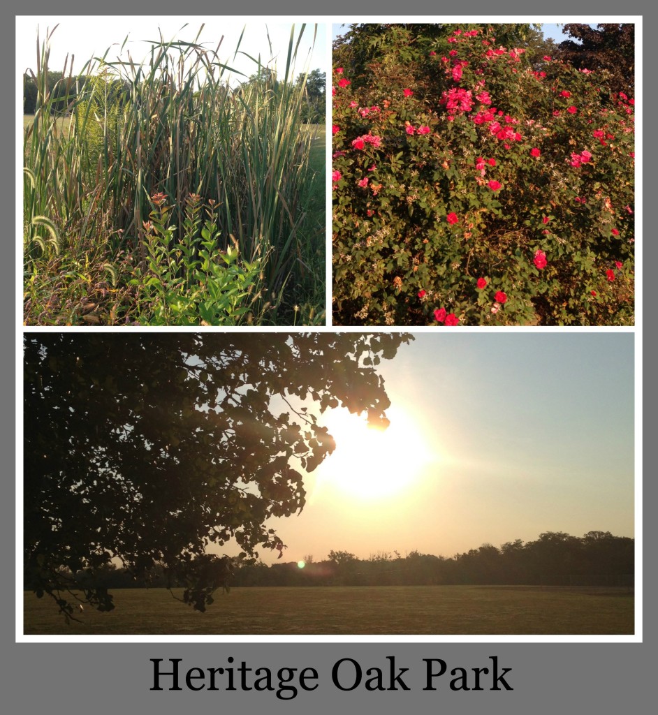 30 Days of Trails in Cincinnati: Heritage Oak Park