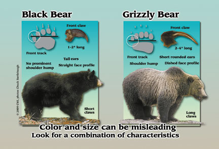 How to Stay Safe in Bear Country Center For Wildlife Information Bear Comparison