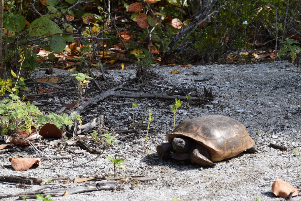 Gopher Tortoise at Barefoot Beach Preserve
