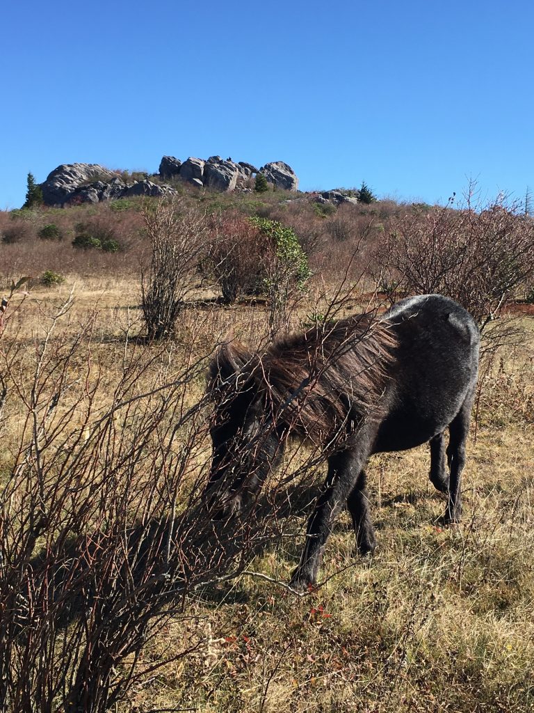 Grayson Highlands State Park Ponies